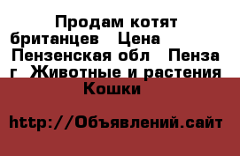 Продам котят британцев › Цена ­ 2 000 - Пензенская обл., Пенза г. Животные и растения » Кошки   